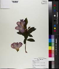 Rhododendron simsii image