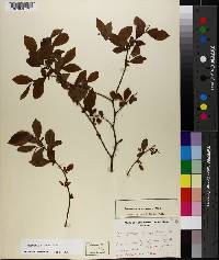 Vaccinium ashei image