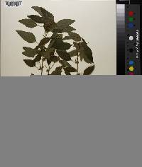 Acalypha virginica image