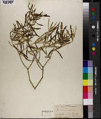 Croton linearis image