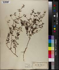 Euphorbia arenaria image