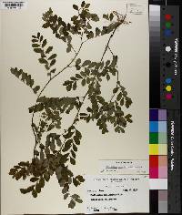 Phyllanthus nummulariifolius image