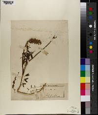 Astragalus mortonii image