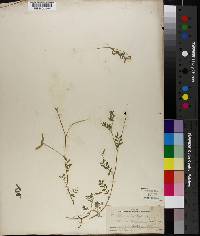 Astragalus nuttallianus var. trichocarpus image