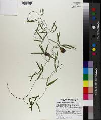 Centrosema virginianum image