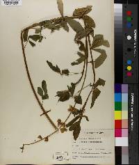 Crotalaria usaramoensis image