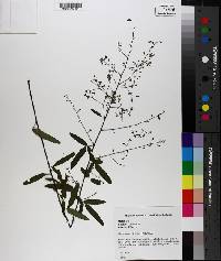 Desmodium strictum image