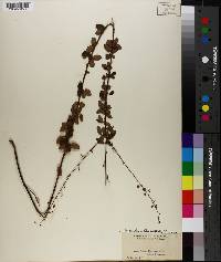 Desmodium ciliare image