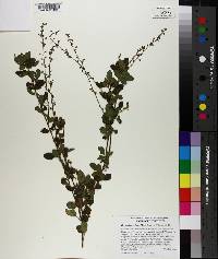 Desmodium ciliare image