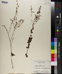 Desmodium ciliare image