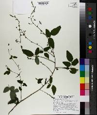 Desmodium laevigatum image