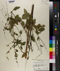 Desmodium tortuosum image