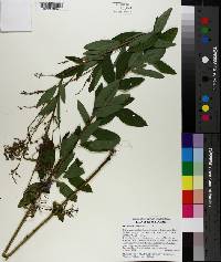 Desmodium canadense image