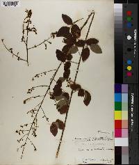 Desmodium perplexum image