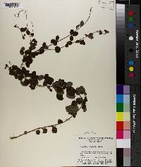 Lespedeza procumbens image