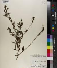 Lespedeza virginica image