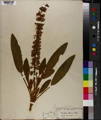 Lupinus villosus image