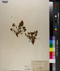 Lupinus minimus image