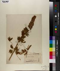 Lupinus confertus image