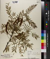 Prosopis glandulosa image