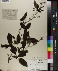 Rhynchosia latifolia image