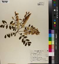 Robinia pseudoacacia image