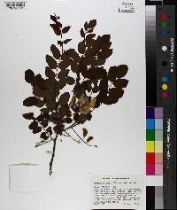 Robinia elliottii image