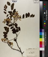 Robinia hispida image