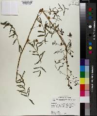 Mimosa microphylla image