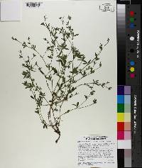 Stylosanthes biflora image
