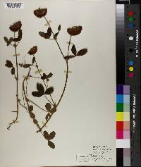 Trifolium reflexum image