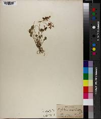 Trifolium amphianthum image