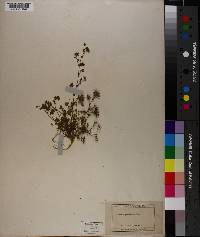 Trifolium pauciflorum image