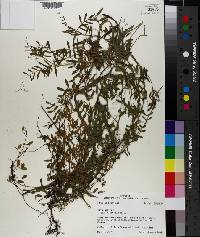Vicia sativa subsp. nigra image