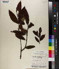 Castanea pumila var. ashei image