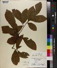 Castanea pumila var. ashei image