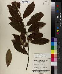 Castanea pumila var. ashei image