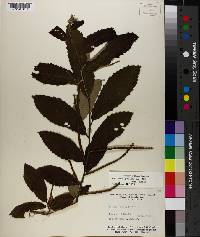 Castanea pumila var. ashei image