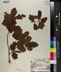 Quercus chapmanii image