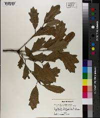 Quercus x comptoniae image