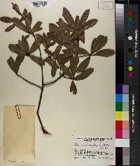 Quercus hemisphaerica image