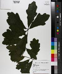 Quercus austrina image