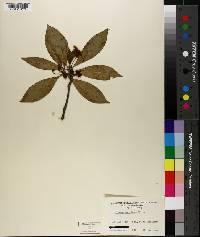 Illicium floridanum image