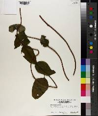 Schisandra glabra image