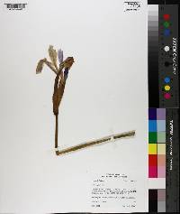 Iris virginica image