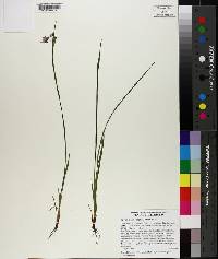 Sisyrinchium angustifolium image