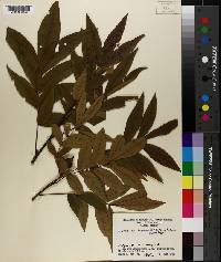 Carya cordiformis image