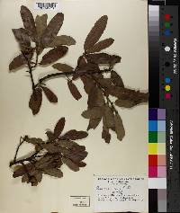 Quercus incana image