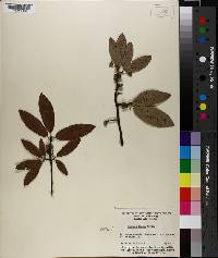 Quercus incana image