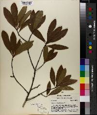 Quercus laurifolia image